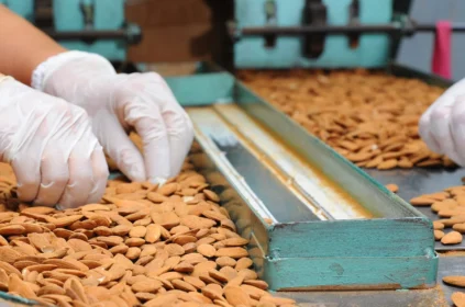 Differenza tra mandorle siciliane e californiane￼