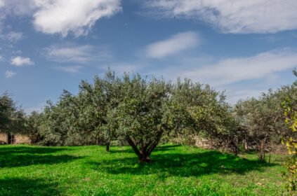 Come riconoscere un olio extravergine d’oliva di qualità superiore