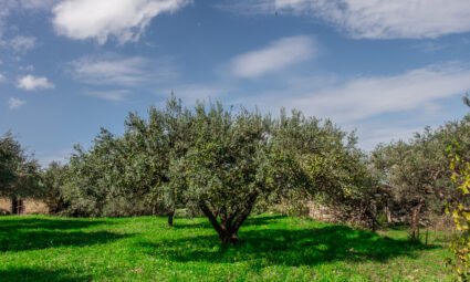 Come riconoscere un olio extravergine d’oliva di qualità superiore